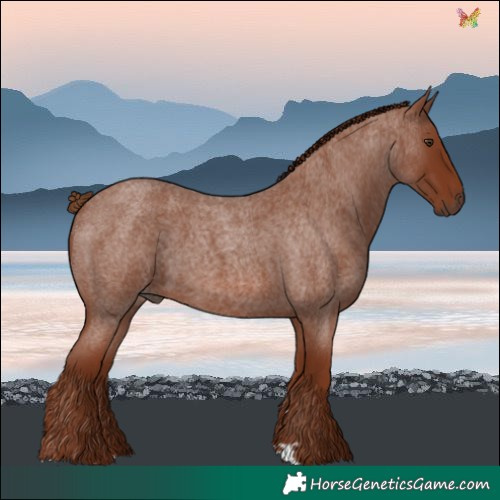 Horse Color:Red Roan 