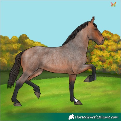 Horse Color:Bay Roan