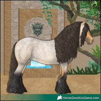 Horse Color:Buckskin Roan 