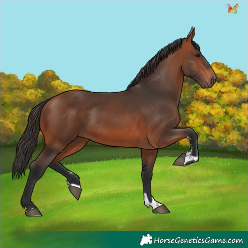 Horse Color:Bay 