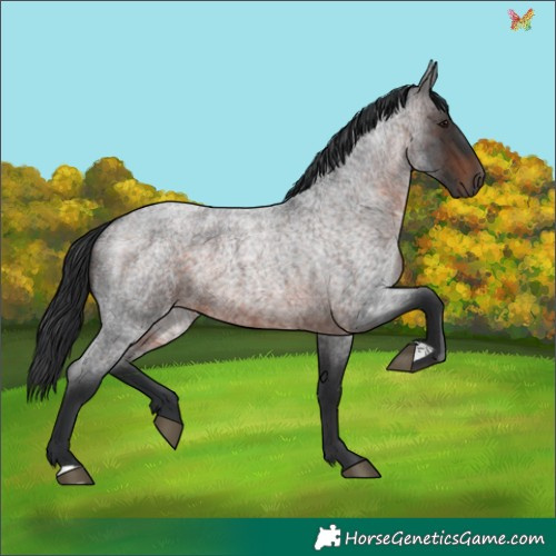 Horse Color:Brown Roan