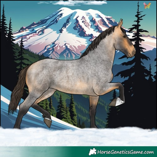Horse Color:Buckskin Roan 