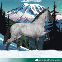 Horse Color:Smoky Blue Roan Rabicano