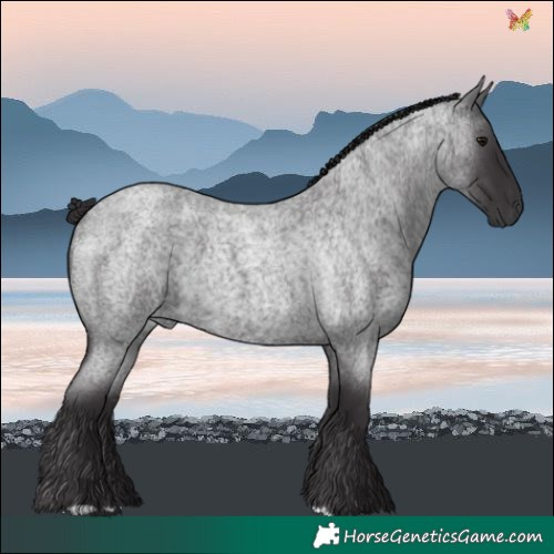Horse Color:Smoky Blue Roan Rabicano 