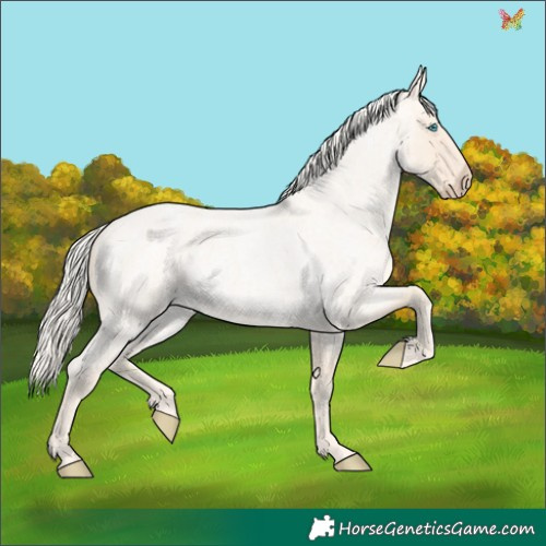 Horse Color:Cremello Roan 