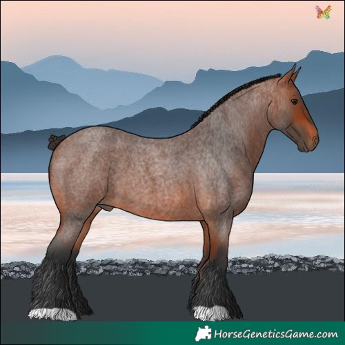 Horse Color:Bay Roan 