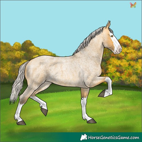 Horse Color:Silver Buckskin Roan Splash 