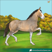 Horse Color:Buckskin Roan Splash