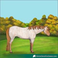 Horse Color:Red Roan 