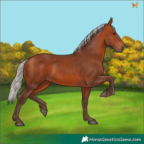 Horse Color:Silver Bay 