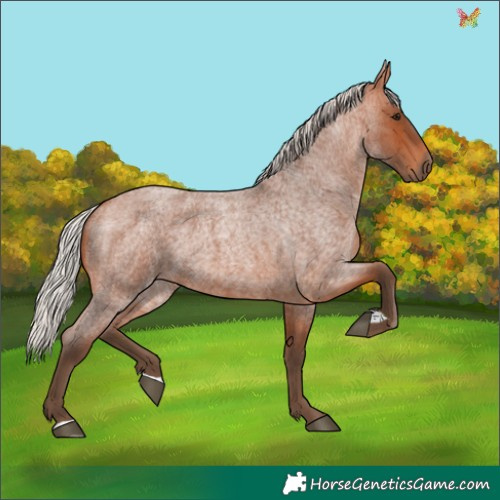 Horse Color:Silver Bay Roan