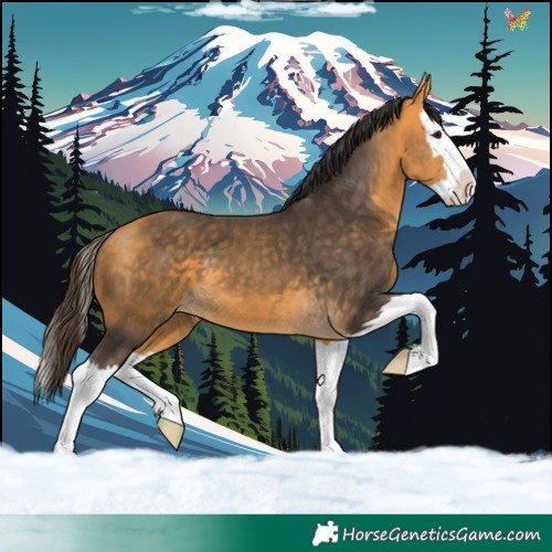 Horse Color:Buckskin Splash 