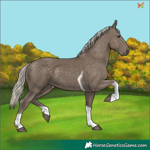 Horse Color:Silver Smoky Black Tobiano 