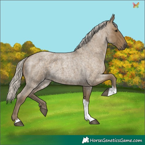 Horse Color:Silver Smoky Blue Roan Tobiano