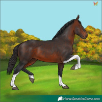 Horse Color:Bay Tobiano 