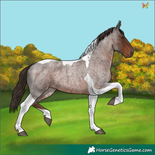 Horse Color:Liver Red Roan Tobiano 