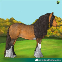 Horse Color:Buckskin Tobiano