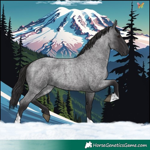 Horse Color:Smoky Blue Roan Tobiano 