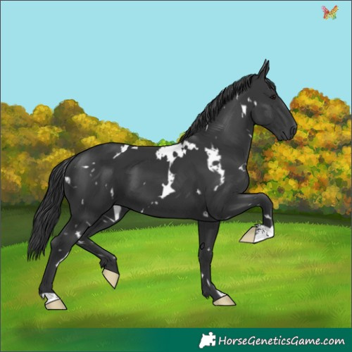 Horse Color:White Spotted Black