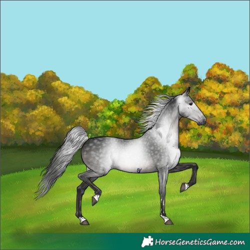 Horse Color:Gray Smoky Black Rabicano 
