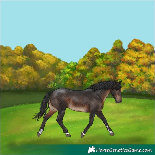 Horse Color:Brown 