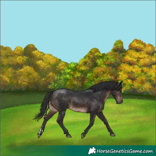 Horse Color:Brown Rabicano 