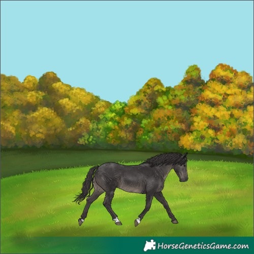 Horse Color:Smoky Black 
