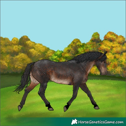 Horse Color:Void Brown Tobiano Rabicano 