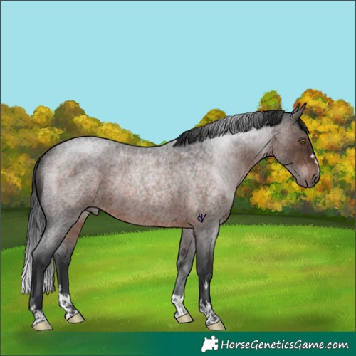 Horse Color:Brown Roan Rabicano 
