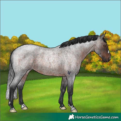 Horse Color:Brown Roan Rabicano 