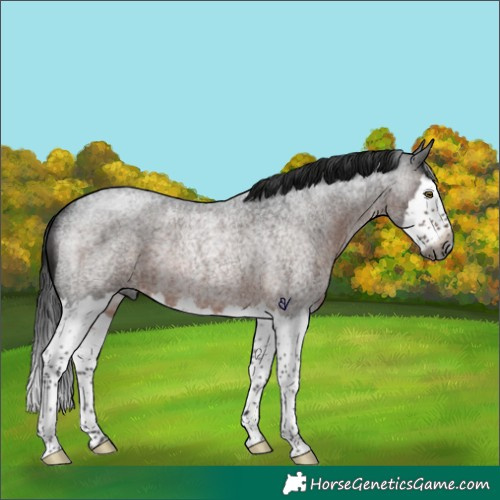 Horse Color:Gray Brown Roan Splash Rabicano 