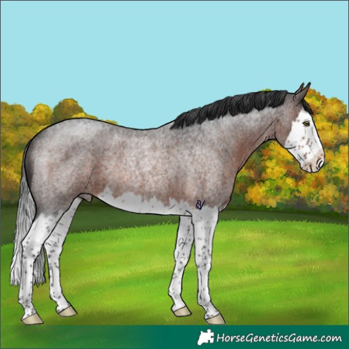 Horse Color:Brown Roan Splash Rabicano 