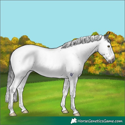 Horse Color:Gray Brown Roan Splash Rabicano 