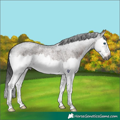 Horse Color:Gray Brown Roan Splash Rabicano 