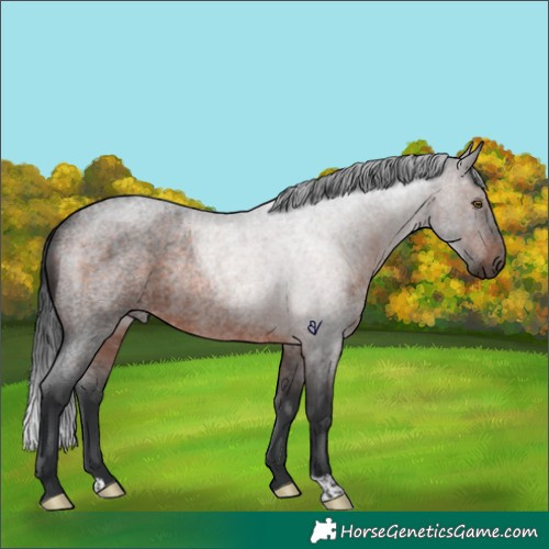 Horse Color:Brown Roan Rabicano 