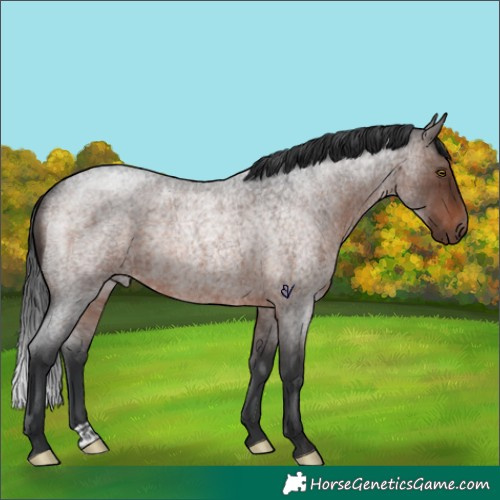 Horse Color:Brown Roan Rabicano 