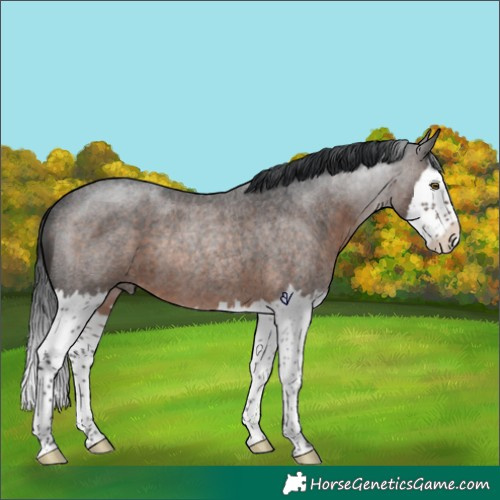 Horse Color:Brown Roan Splash Rabicano 