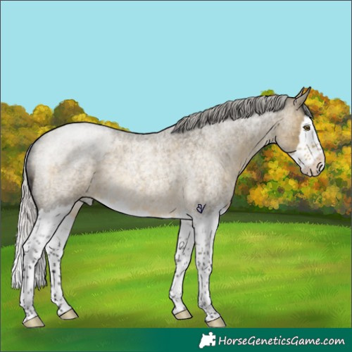 Horse Color:Silver Buckskin Roan Dun Splash Rabicano 