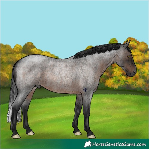 Horse Color:Gray Brown Roan Rabicano 