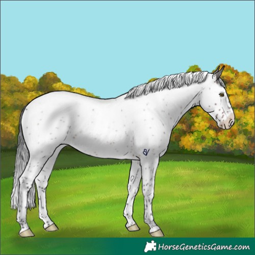 Horse Color:Brown Roan Splash Rabicano 