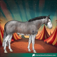 Horse Color:Brown Roan Splash Rabicano 