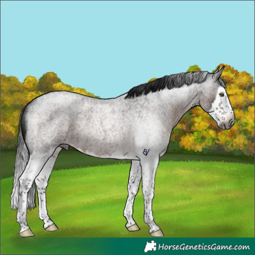 Horse Color:Gray Brown Roan Splash Rabicano 