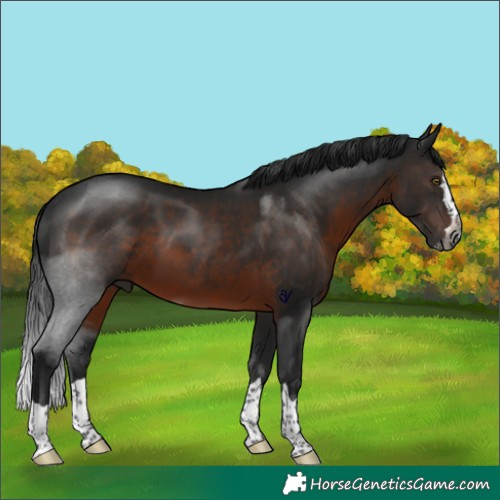 Horse Color:Gray Brown Splash Rabicano 