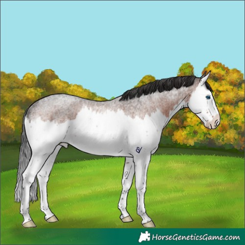 Horse Color:Brown Roan Splash Rabicano 