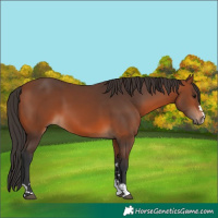 Horse Color:Bay 