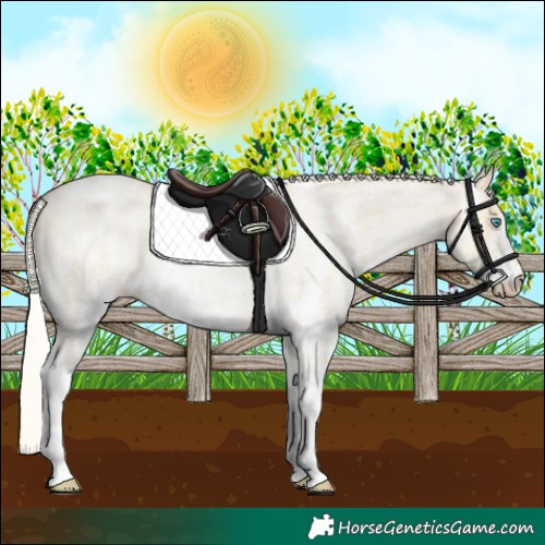 Horse Color:Silver Smoky Grullo Roan Pearl Sabino