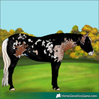 Horse Color:Chestnut Splash Tobiano 