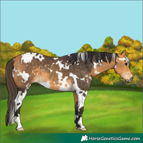 Horse Color:White Spotted Buckskin