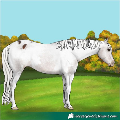 Horse Color:White Spotted Silver Brown Appaloosa 