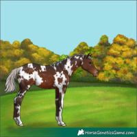 Horse Color:White Spotted Silver Brown Appaloosa 